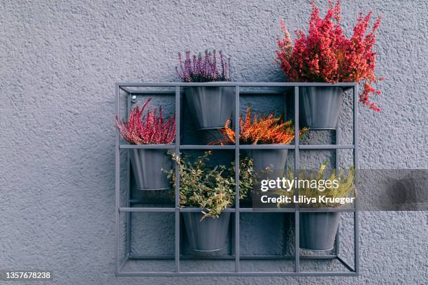 composition on the wall with heather of different colors. - heather stock-fotos und bilder