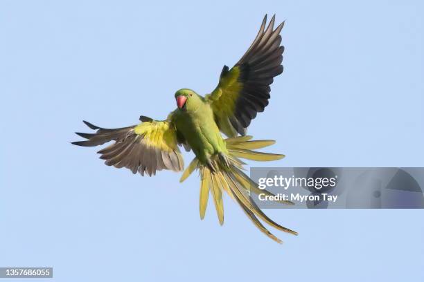 rose-ringed parakeet - parakeet imagens e fotografias de stock