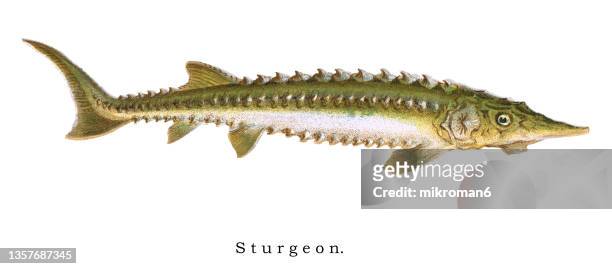 old chromolithograph illustration of sturgeon fish - sturgeon stock pictures, royalty-free photos & images