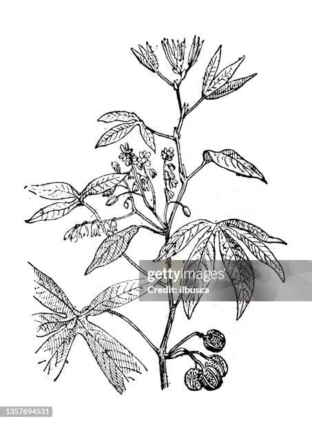 antique illustration: manihot esculenta, cassava, manioc, yuca - tapioca stock illustrations