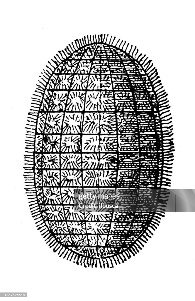 Antique illustration: Scale insect