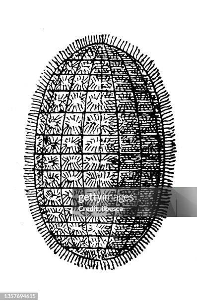 antique illustration: scale insect - scale insect stock illustrations