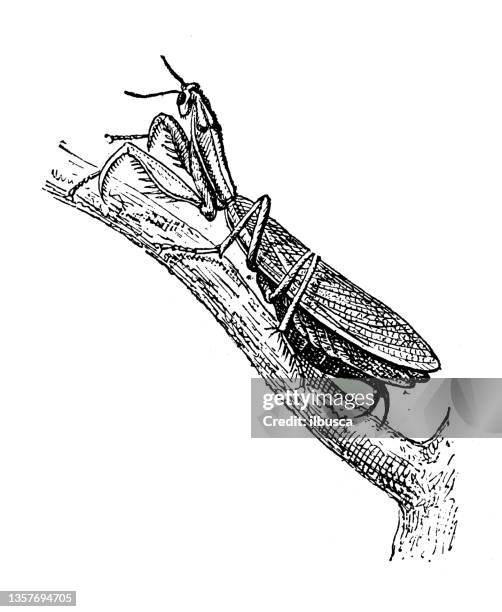 antique illustration: european mantis (mantis religiosa) - praying mantis sketch stock illustrations
