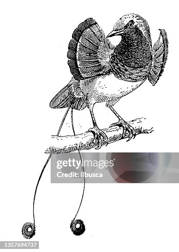 Antique illustration: Manucode Antique illustration: Manucode