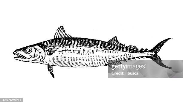 antique illustration: mackerel - mackerel stock illustrations