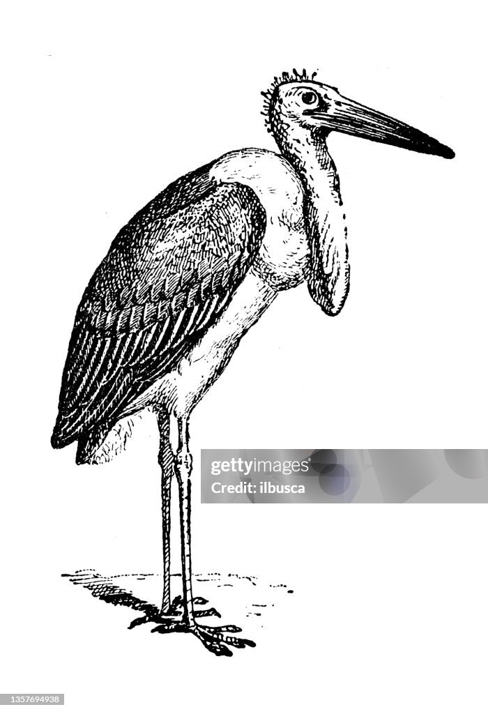 Antique illustration: Marabou stork