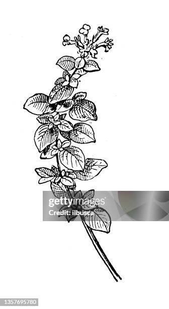 antique illustration: marjoram, origanum majorana - marjoram stock illustrations