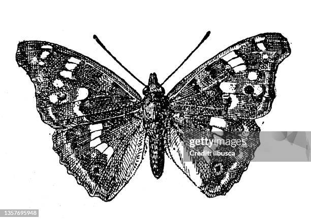 illustrazioni stock, clip art, cartoni animati e icone di tendenza di illustrazione antica: apatura ilia, imperatore viola - apatura ilia