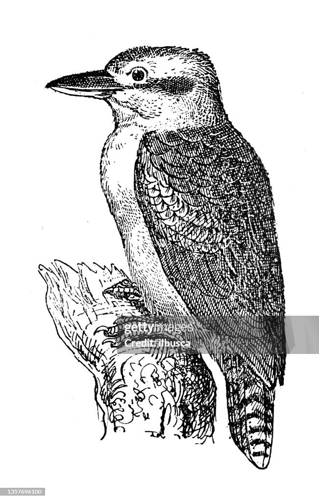 Antique illustration: Tree kingfisher