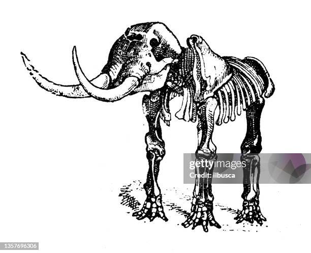 antique illustration: mastodon skeleton - mastadon stock illustrations