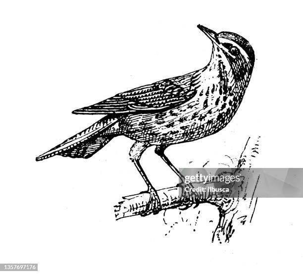 antike illustration: rotflügel (turdus iliacus) - singdrossel stock-grafiken, -clipart, -cartoons und -symbole