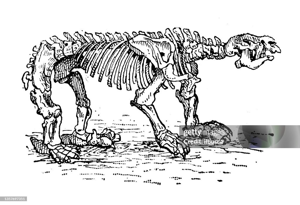 Antique illustration: Megatherium skeleton