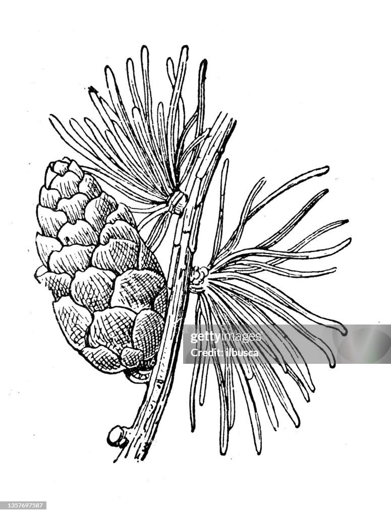 Antique illustration: Larix decidua, the European larch