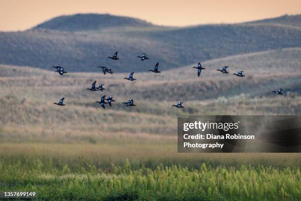 a flock of blue-winged teal in flight over the nebraska sandhills near valentine, nebraska - teal anas discors birds stock pictures, royalty-free photos & images
