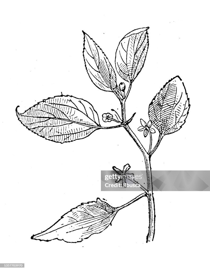Antique illustration: Celtis, hackberry or nettle tree