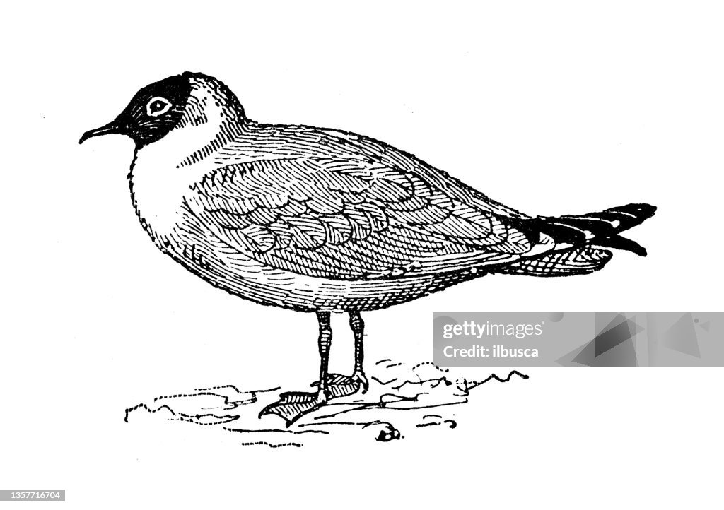 Antique illustration: black-headed gull (Chroicocephalus ridibundus)