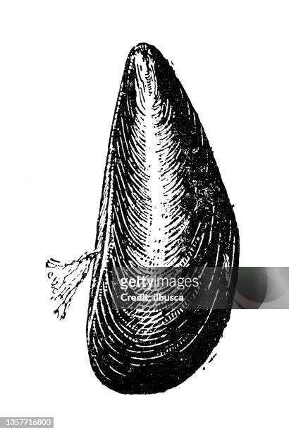 antique illustration: mussel - mussel stock illustrations