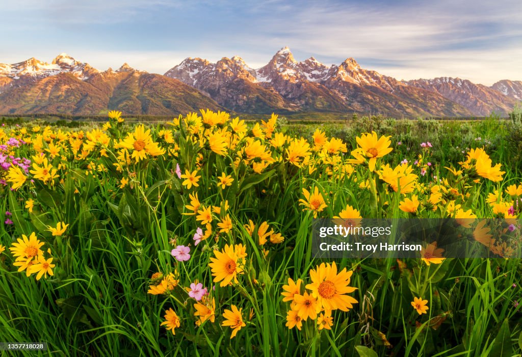 Spring Flowers and the Teton Mountain Range