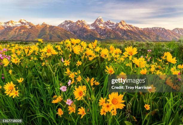 spring flowers and the teton mountain range - grand teton imagens e fotografias de stock