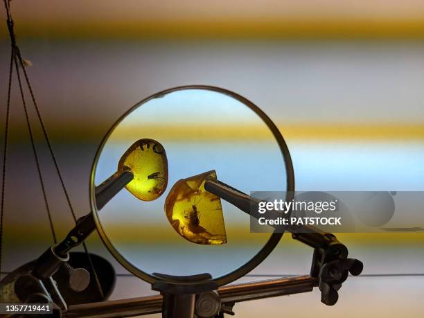 insects embedded in amber seen through magnifying glass. - amber stockfoto's en -beelden