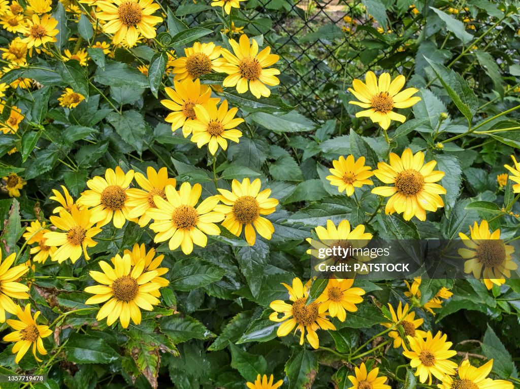 Heliopsis helianthoides flowers blossoming in summer.