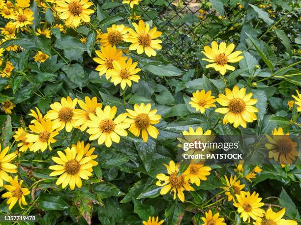 heliopsis helianthoides flowers blossoming in summer. - heliopsis helianthoides stock pictures, royalty-free photos & images