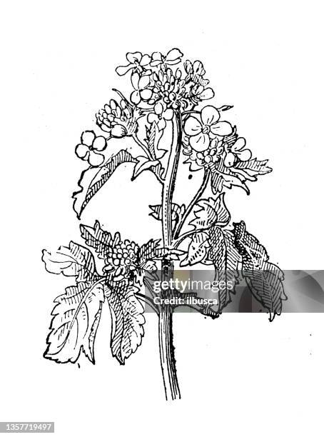 stockillustraties, clipart, cartoons en iconen met antique illustration: white mustard (sinapis alba) - mosterd