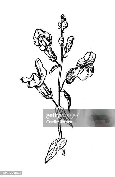 antike illustration: antirrhinum majus, löwenmaul - antirrhinum majus stock-grafiken, -clipart, -cartoons und -symbole