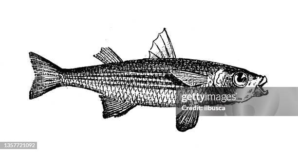 antique illustration: mullet - mullet fish stock illustrations