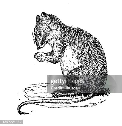Antique illustration: Field mouse Antique illustration: Field mouse