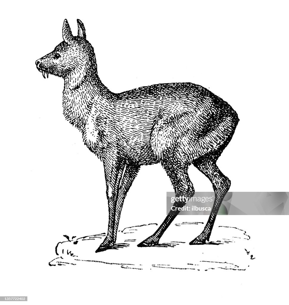 Antique illustration: Musk deer