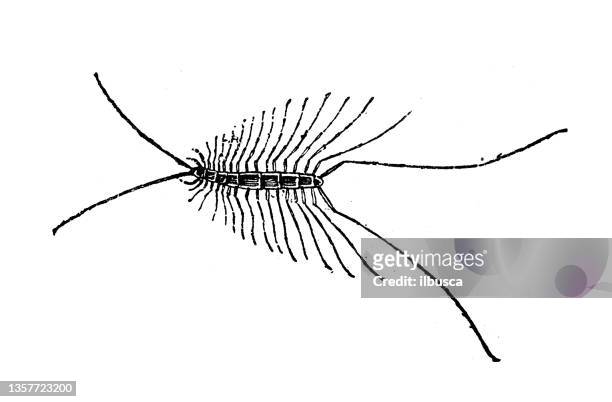 antike illustration: myriapoda - centipede stock-grafiken, -clipart, -cartoons und -symbole