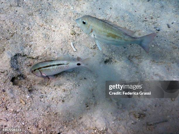 two goat fish (parupeneus forsskali) building their nest to lay their eggs in - parupeneus stock pictures, royalty-free photos & images