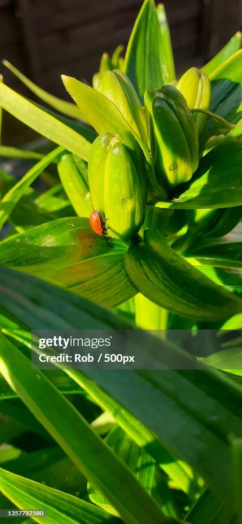 Red Bug,Close-up of green plant