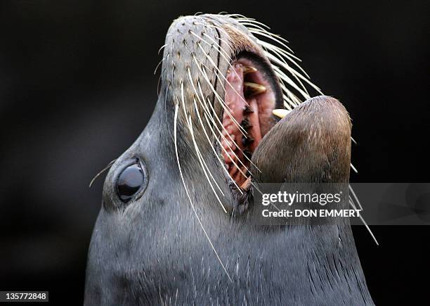 California Sea Lion barks as it sits on a dock on Pier 39, 06 November 2005, in San Francisco, CA. Hundreds of the Sea Lions rest on the docks and...