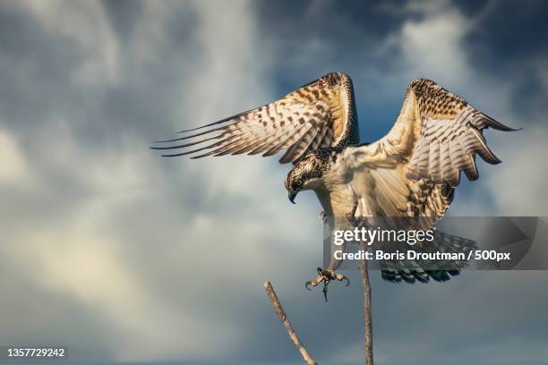 step down osprey,low angle view of eagle flying against cloudy sky,costa mesa,california,united states,usa - hawks stock pictures, royalty-free photos & images