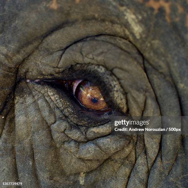 16,652点のElephas Maximus Indicusのストックフォトと高解像度写真