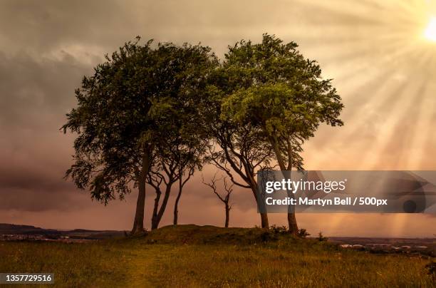 seven sisters copt hill,trees on field against sky during sunset,copt hill,houghton le spring,united kingdom,uk - houghton le spring stock pictures, royalty-free photos & images