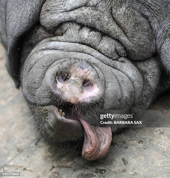 Meishan pig takes a nap on June 11, 2008 at the Tierpark Friedrichsfelde zoo in Berlin. Some Meishan piglets were born on May 3, 2008 at the zoo. The...