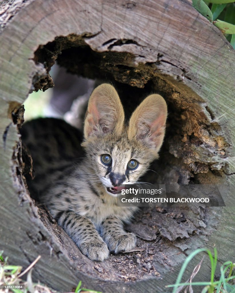 An African serval kitten (Leptailurus se