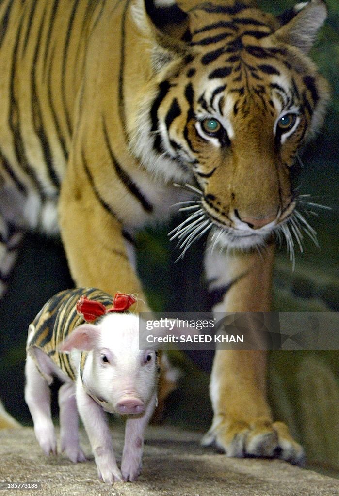 A tigress walks around with piglets at t