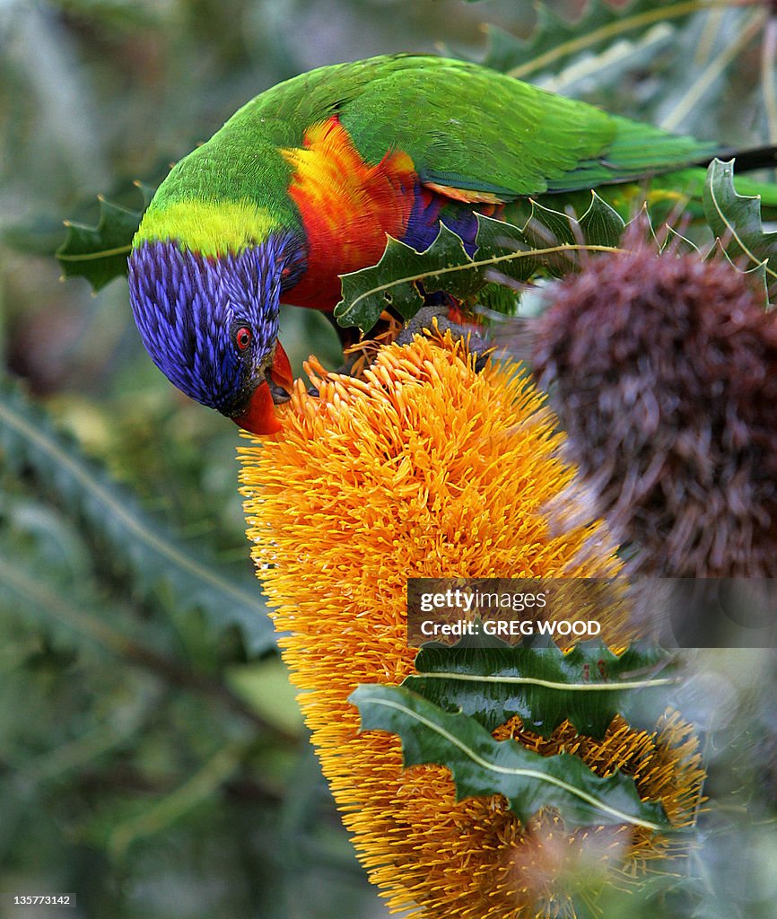 A Rainbow Lorikeet drinks nectar from th