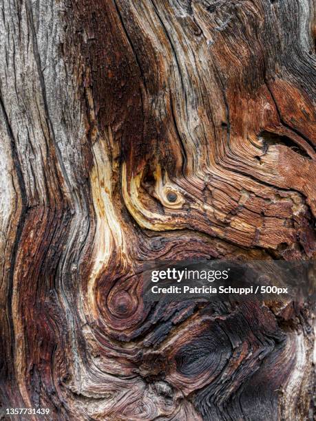 stump grain,full frame shot of tree trunk,switzerland - holz textur stock pictures, royalty-free photos & images