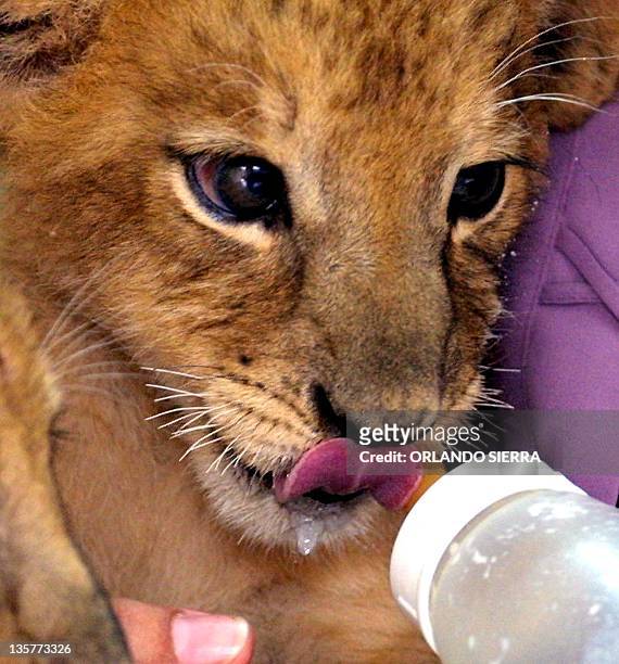 Guicho, a baby lion is fed in Guatemala City 18 Septemeber 2002. Guicho, un cachorro de León de 45 días de nacido termina de tomar un biberón con...