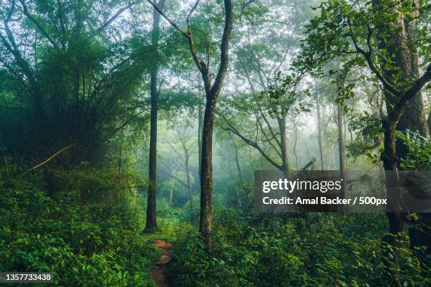 nidralu,trees in forest,wayanad,kerala,india - better rural india fotografías e imágenes de stock