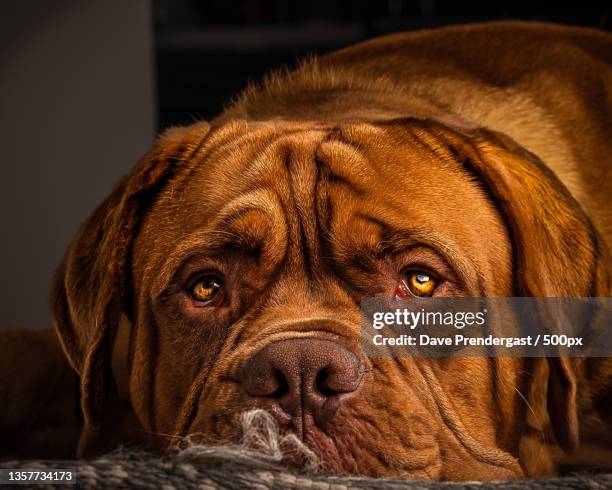 the life of louie,close-up portrait of french mastiff - french mastiff stock pictures, royalty-free photos & images