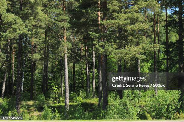 forest,trees growing in forest,estocolmo,sweden - estocolmo stock pictures, royalty-free photos & images