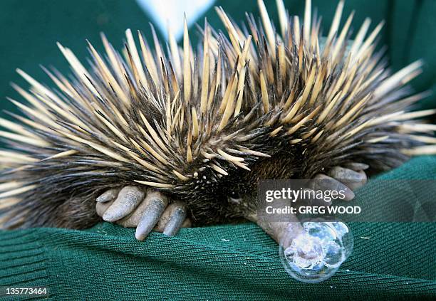 "Cess", a short-beaked Echidna blows a mucus bubble through his nose as he recovers at Taronga Zoo's wildlife clinic in Sydney, 25 July 2006, from...