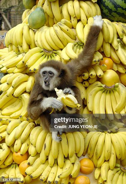 White-handed gibbon plays on a mound of bananas, watched by South Korean children, at the Everland amusement and animal park in Yongin, south of...