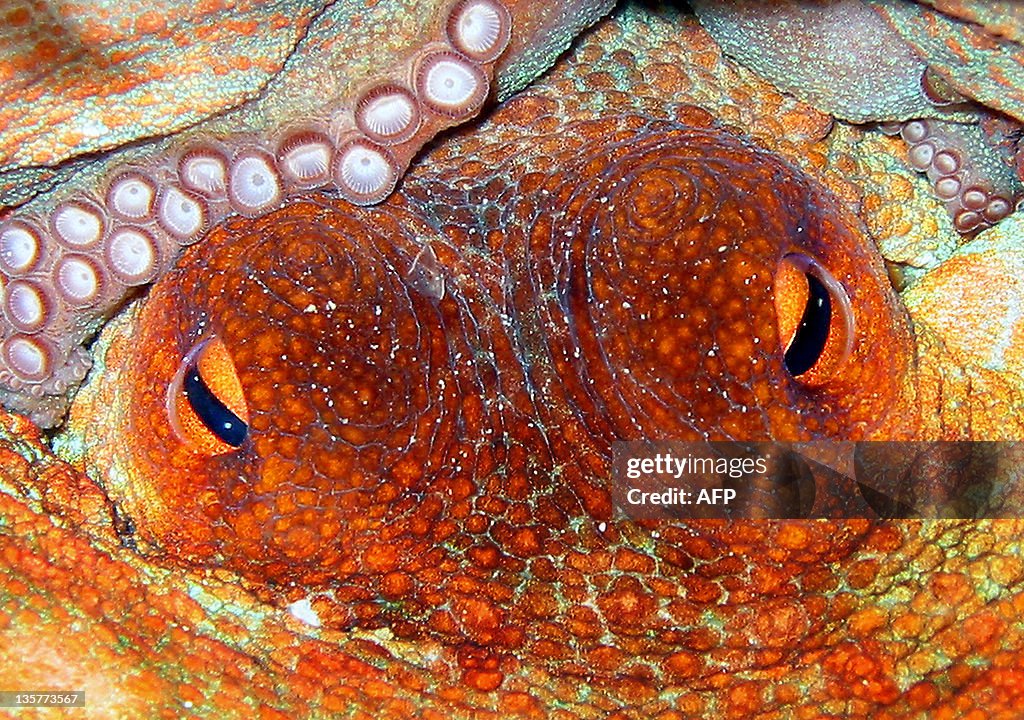 An Octopus looks around for its next vic